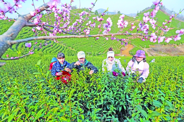 春来采茶忙