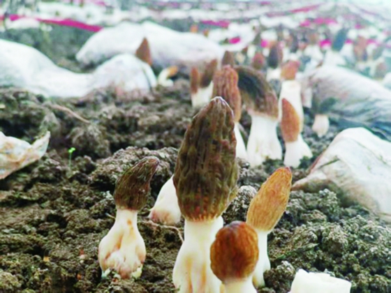宝丰：科技引领珍稀菌产业高质量发展