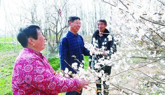 小小红樱桃 富民大产业