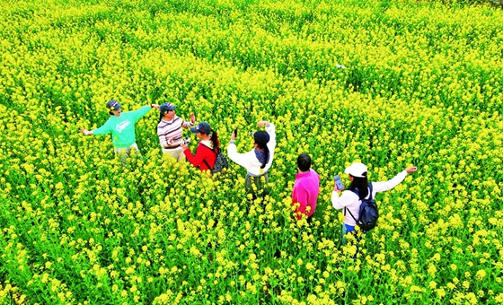油菜花开 春意浓
