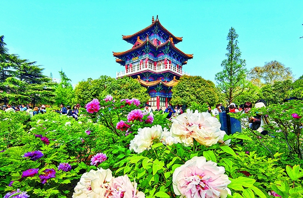 洛阳市王城公园牡丹绽放 吸引游客赏花拍照
