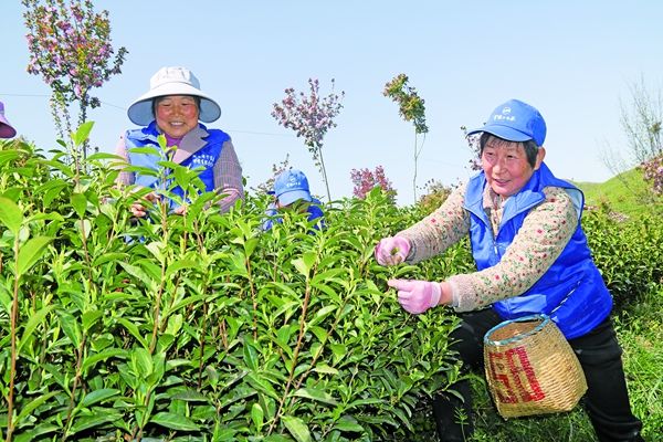 舞钢市庙街乡灵珑山 茶园春光和煦 茶香怡人