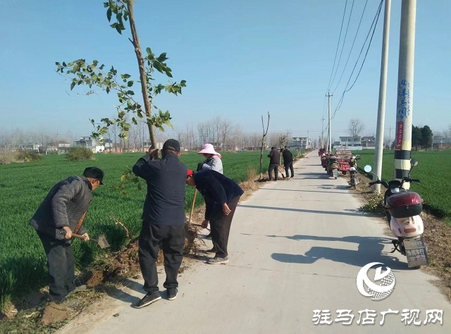 新蔡县顿岗乡：强化树木管护 巩固绿化成果