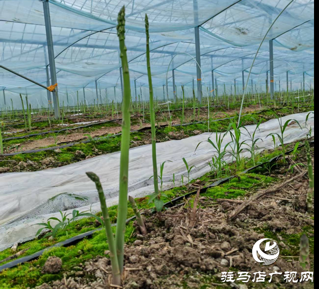 新蔡县化庄乡：小小芦笋点燃乡村振兴“绿”动力