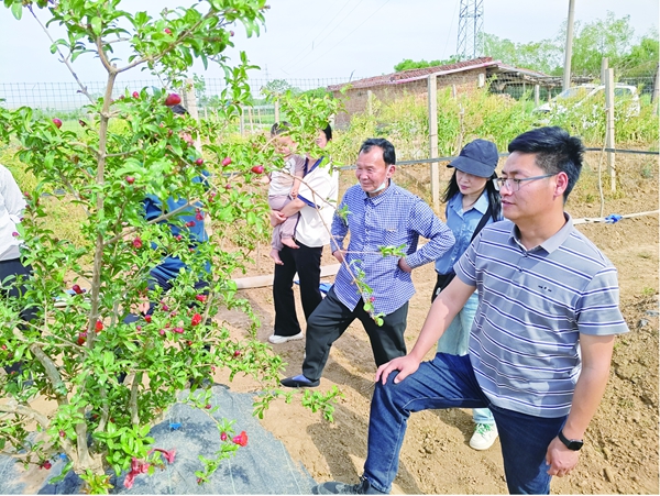  南阳石榴产业专家团队赴荥阳考察交流