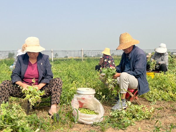 种植豌豆富农家