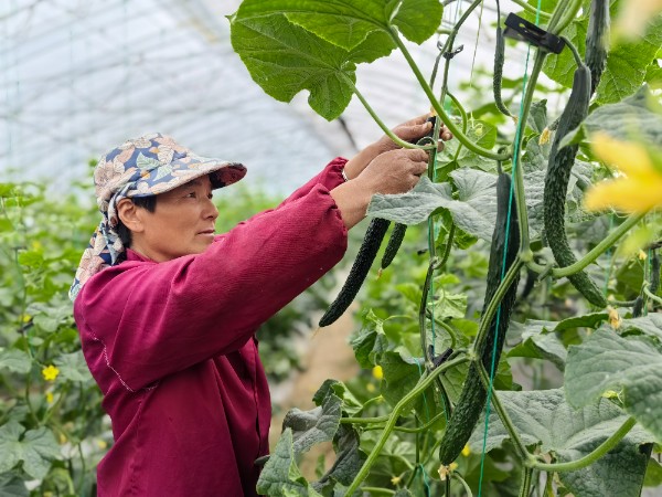 驻马店市驿城区水屯镇润农种植大棚大丰收