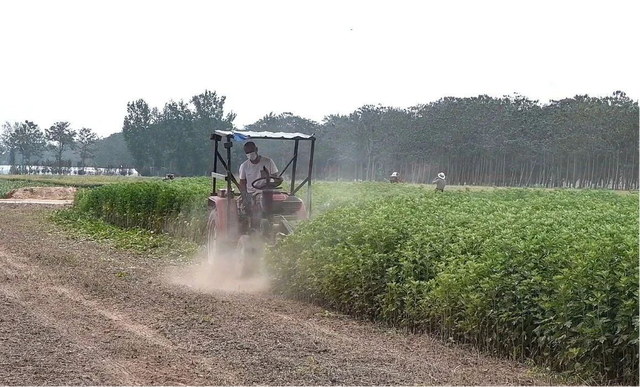 兰考县考城镇：“林下生金”艾草种植铺就富民路