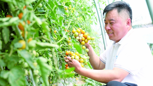柘城县采用“冬季种草莓、夏季种番茄”错季
