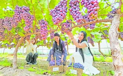 宁陵县阳驿镇 “同心圆·共发展”拓宽增收路