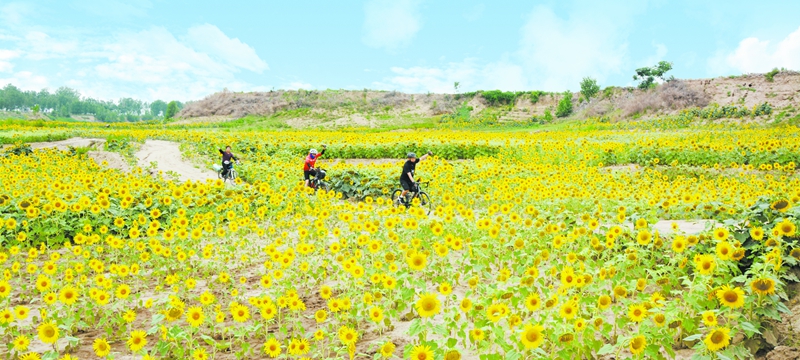 油葵花海引客来 乡村振兴添动能