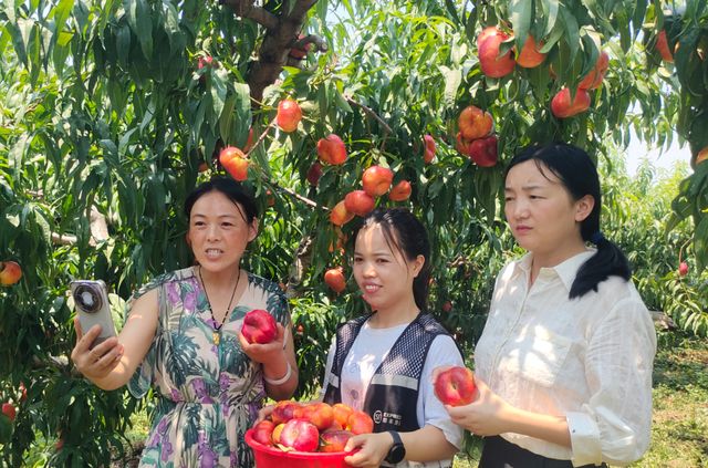 宁陵县石桥镇光辉蟠桃种植基地大丰收