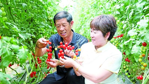 设施大棚托起乡村振兴新希望