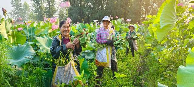 百亩太空莲 绽放“致富花”