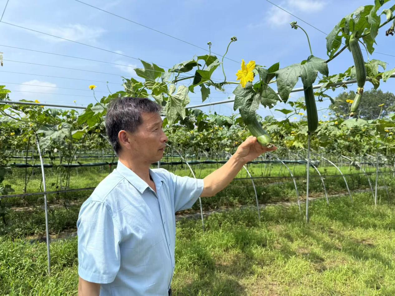 农家小丝瓜 致富新“丝”路
