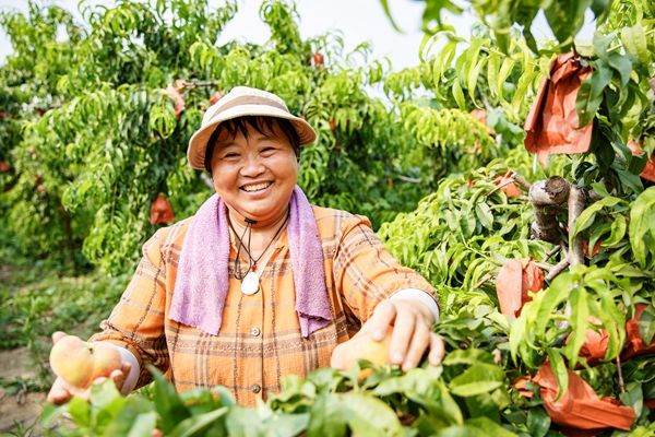 睢县凤城街道保庙村蟠桃种植基地内硕果飘香