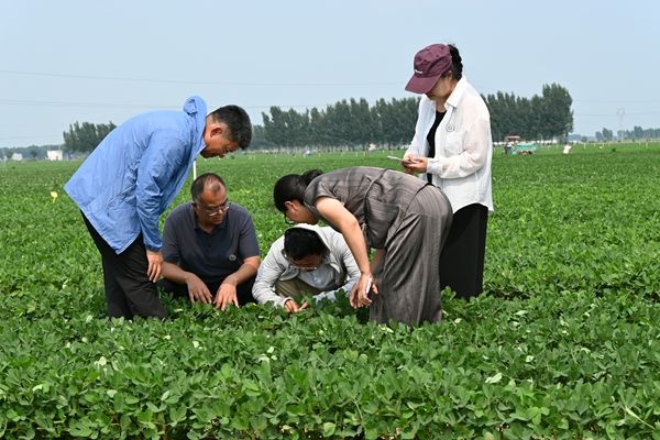 河南省农业科学院专家赴延津开展花生应急管理技术服务 热浪里的“田间问诊”