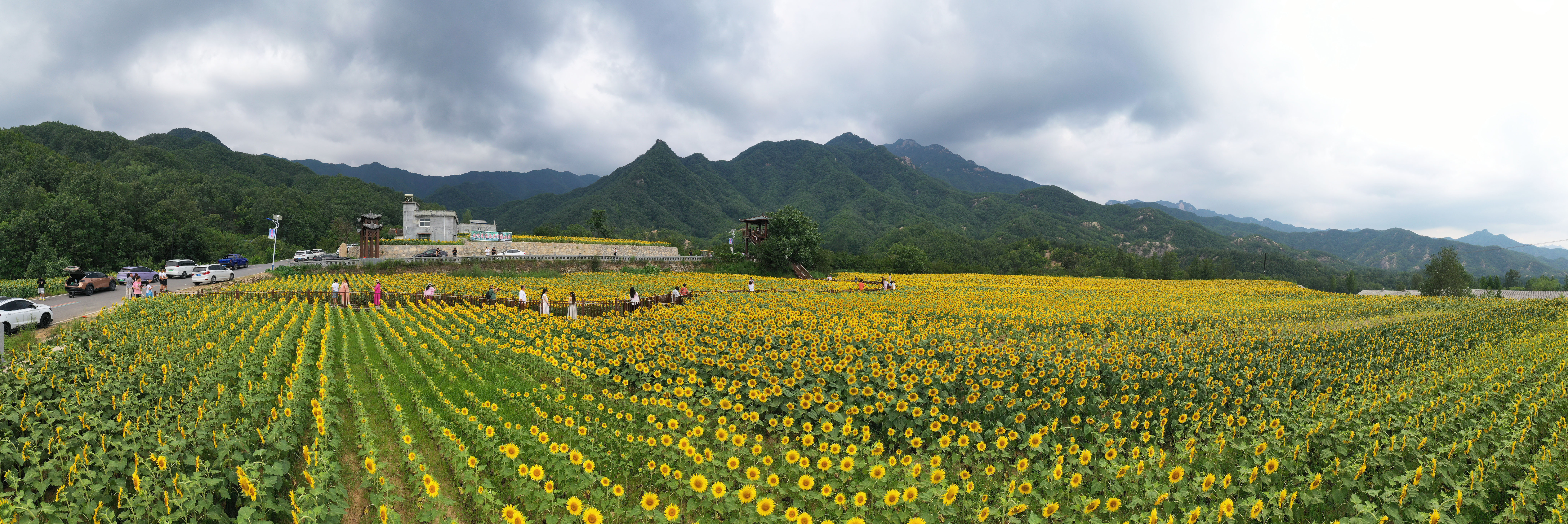 栾川县陶湾镇西沟村 油葵进入盛花期