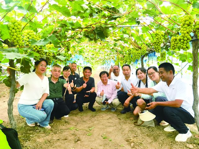 河南大棚葡萄品质提升关键技术 培训观摩会在宁陵举办