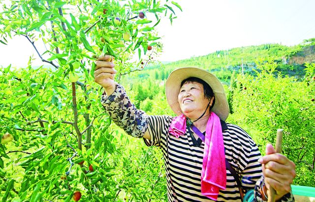 洛阳市洛龙区龙门石窟街道  枣林绿浪翻涌