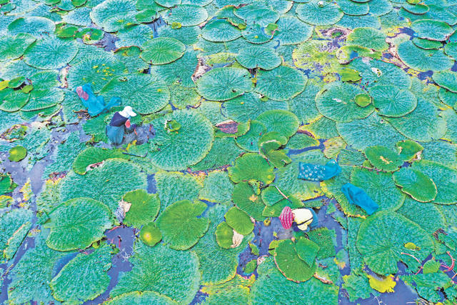 小芡实 大产业