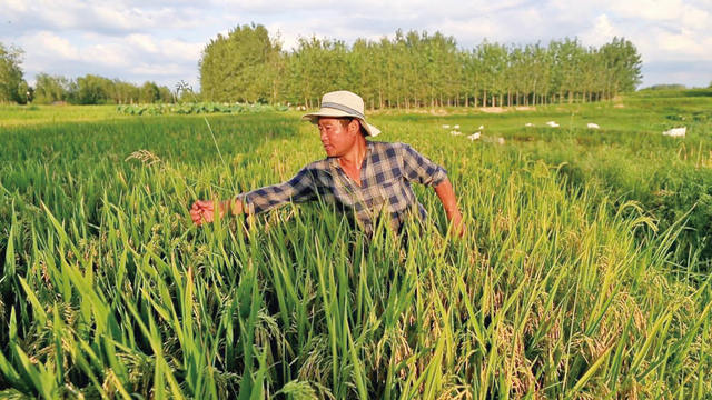 淮滨县60万亩水稻丰收在望 精细管护筑牢“中原粮仓”