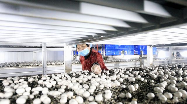 叶县精准发力 为乡村全面振兴注入强劲动能