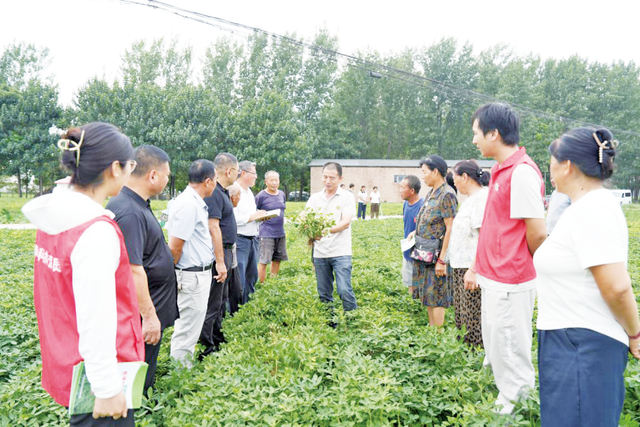 专家田间送“良方” 花生稳产有希望