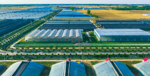 【乡村振兴】扶沟蔬菜：创建“美豫名品” 打造区域公共品牌