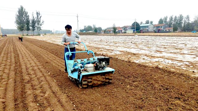 宁陵县阳驿镇 农民抢抓关键时机种植大蒜