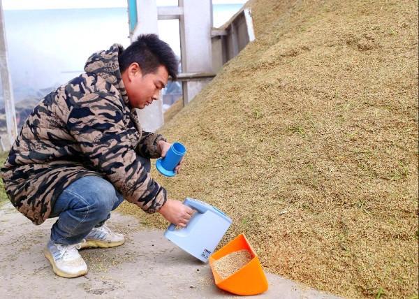 淮滨县扛起为农服务职责 启动粮食烘干应急预案