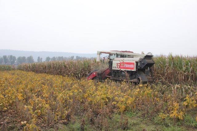 襄城县山头店镇党委、政府组织抢收农作物