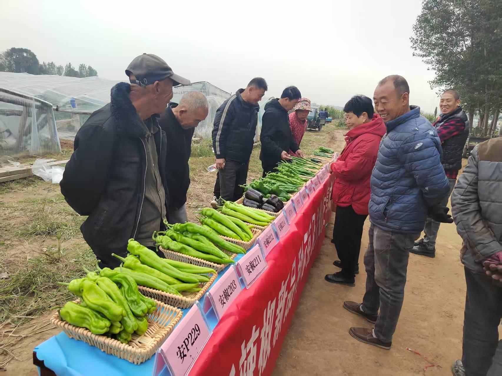 113个新品种 多项栽培新技术 “椒”你收成最大化