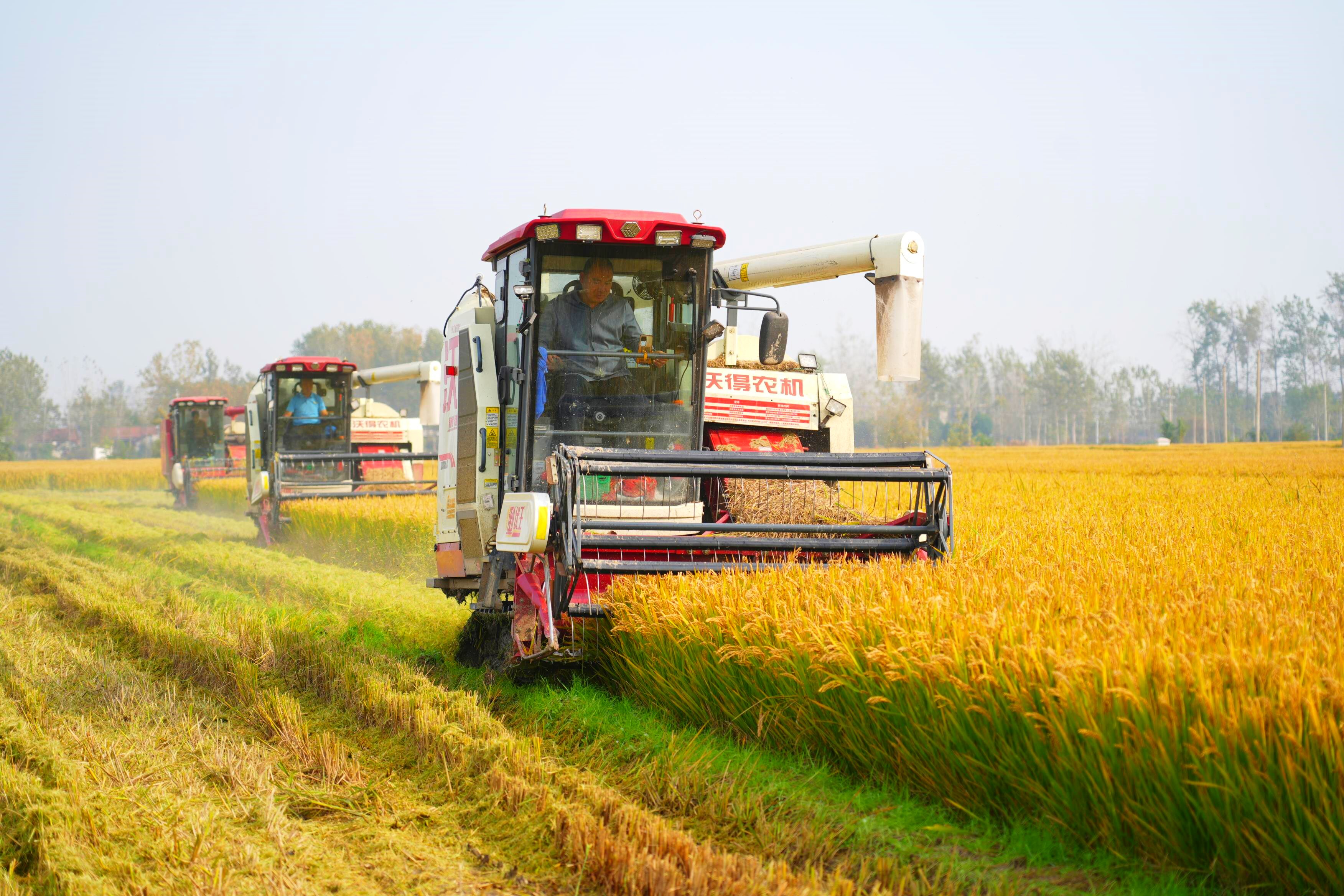 粳稻机收大会战