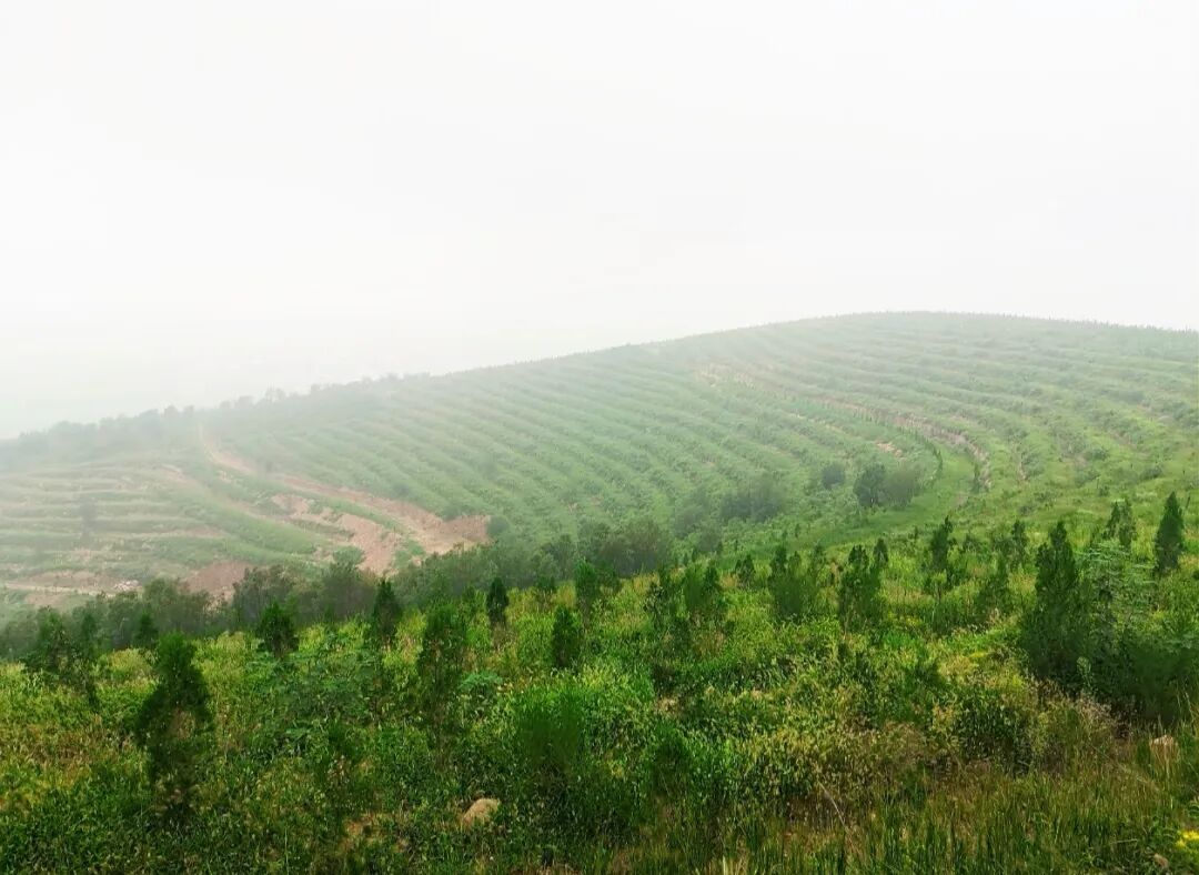 郏县废弃矿坑实现绿色蝶变 裸露矿坑成“林海” 村民吃上“生态饭”