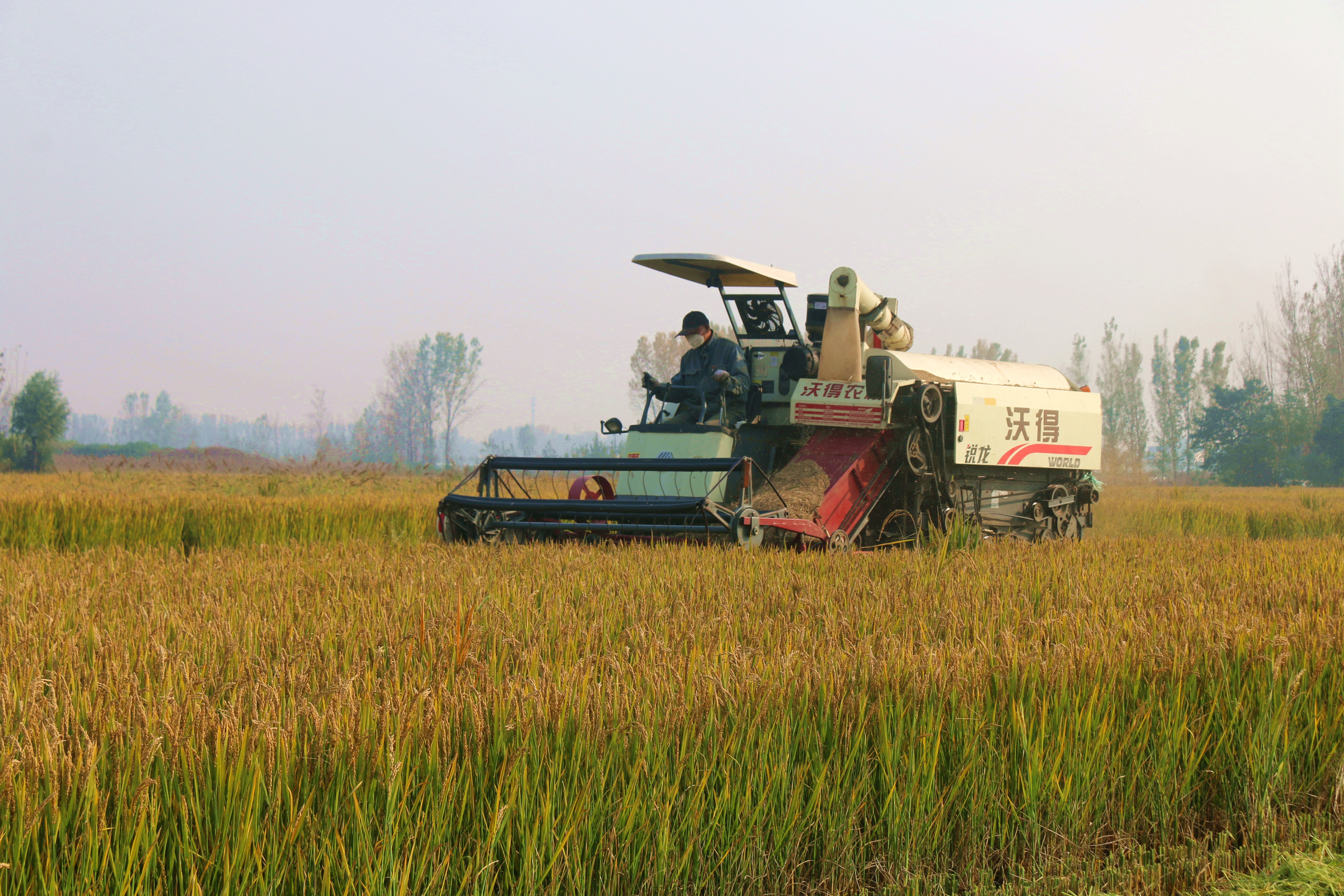 平顶山市湛河区曹镇乡 水稻生产继续保持丰产好势头