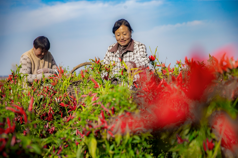 宁陵县黄岗镇积极发展特色农业种植 助力乡村振兴