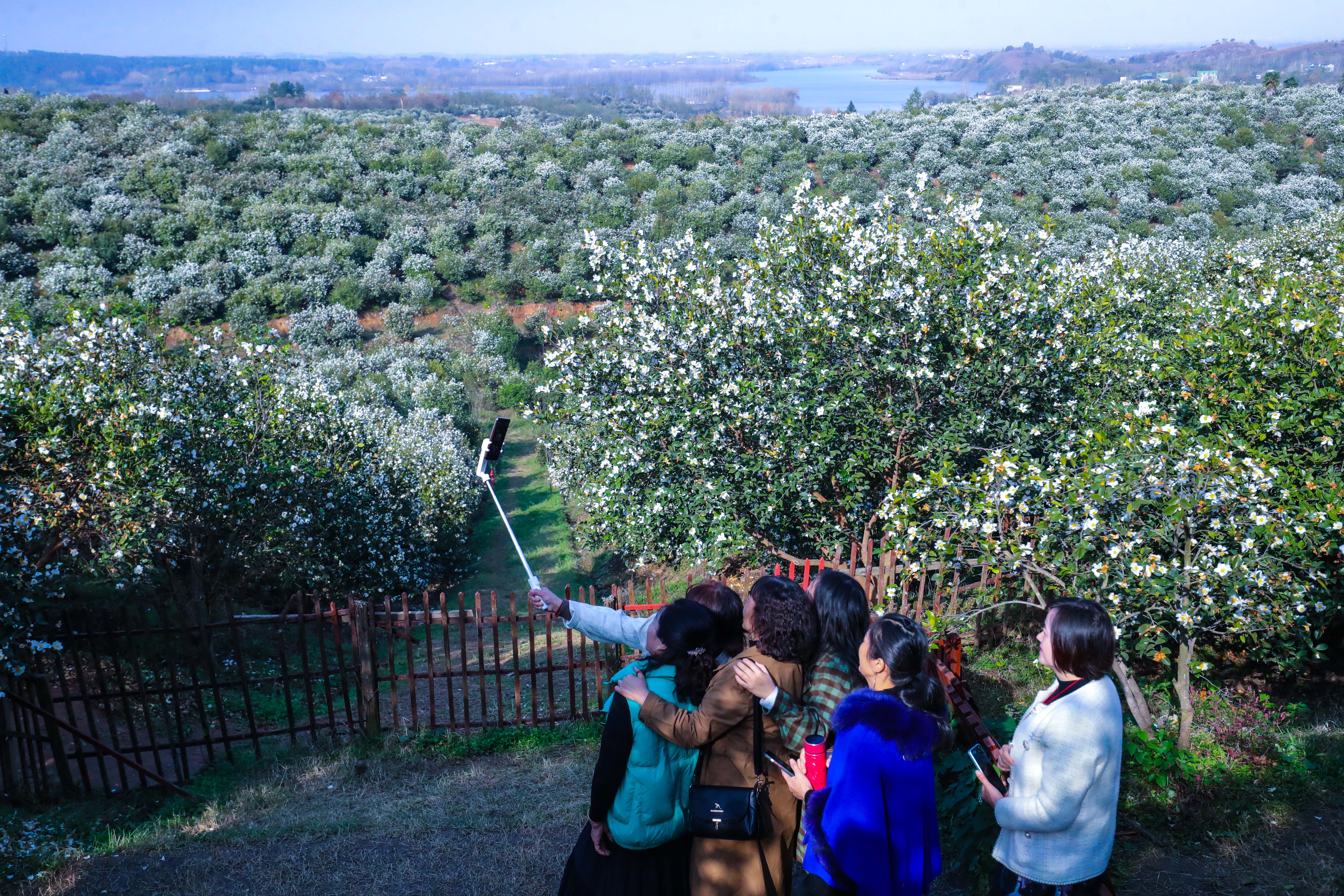 光山县司马光万亩油茶花竞相绽放