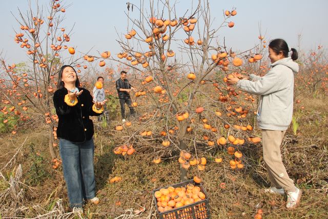 襄城县麦岭镇半截楼村金柿迎来丰收采摘季