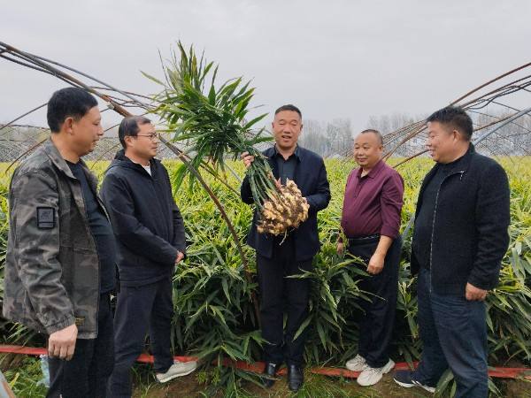 上蔡县西洪乡的生姜开始收获