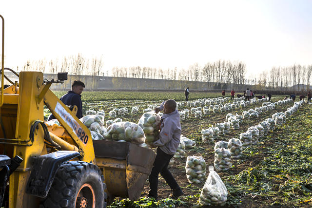 鹤壁市山城区石林镇白寨村 田间地头一派繁忙劳动景象