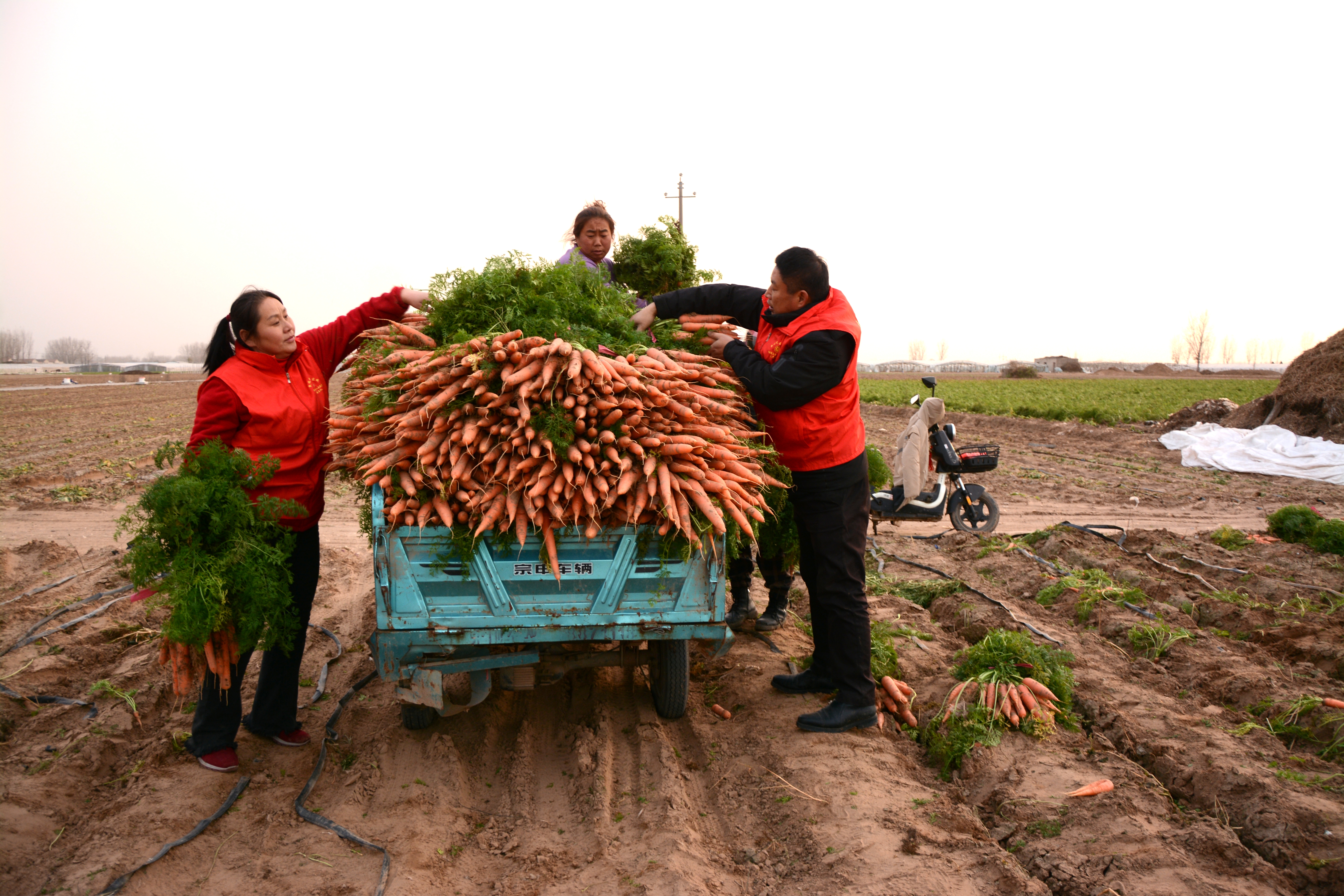 内黄县马上乡小黄滩村党支部 探索推行“党支部+合作社+农户”产业发展模式