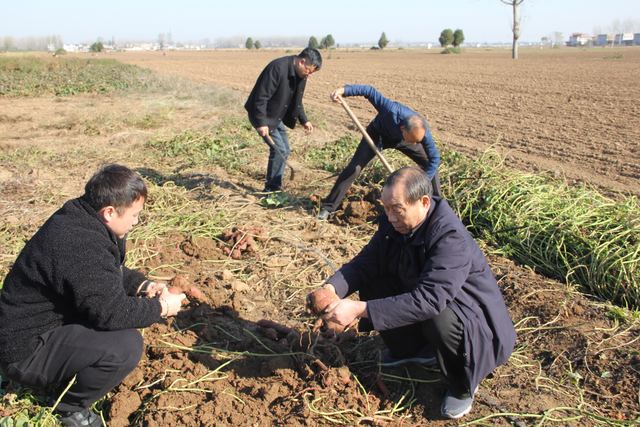 襄城县山头店镇大力调整农业产业结构 鼓励农民发展红薯产业