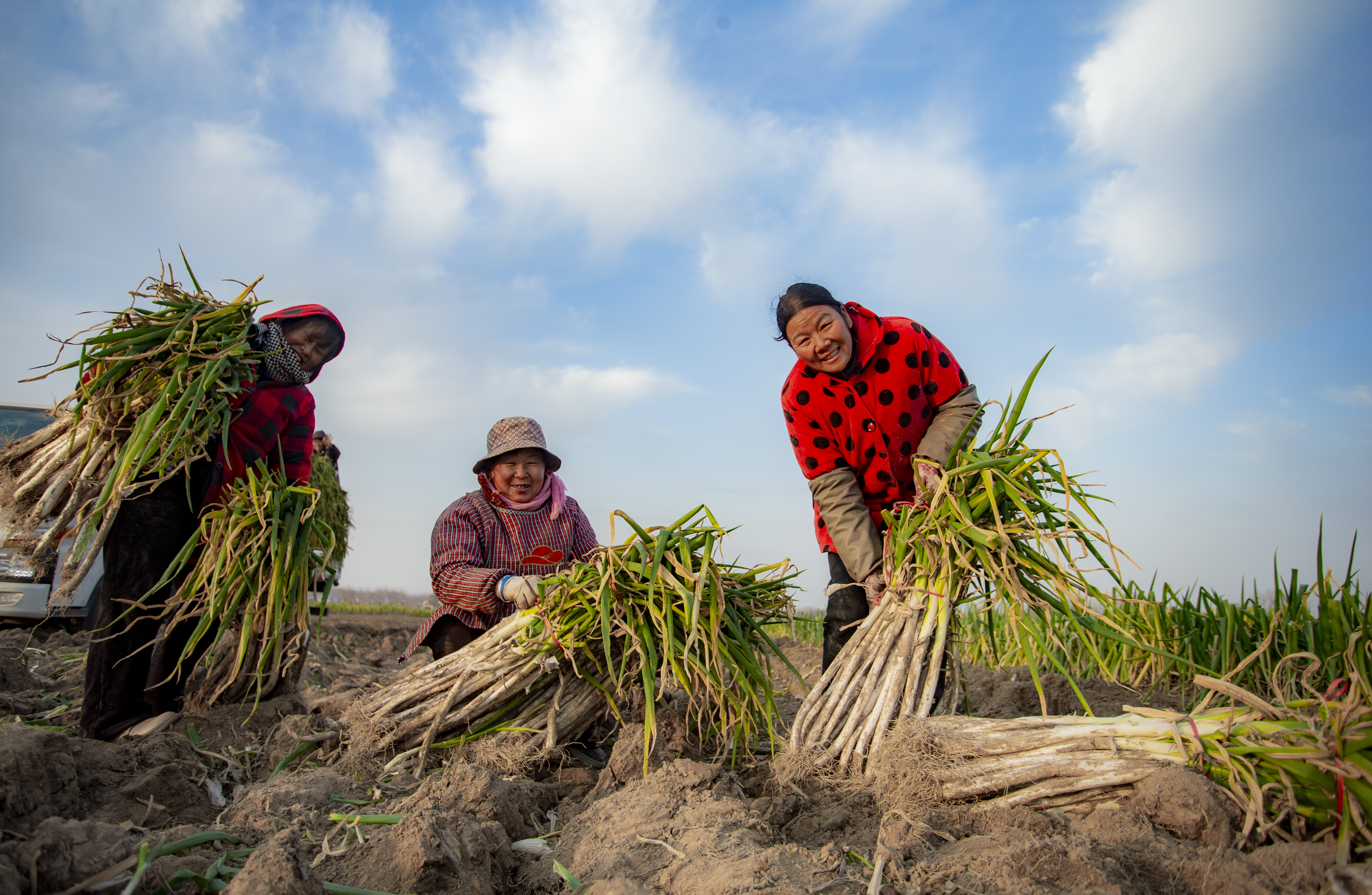 大葱喜丰收 农户笑开颜
