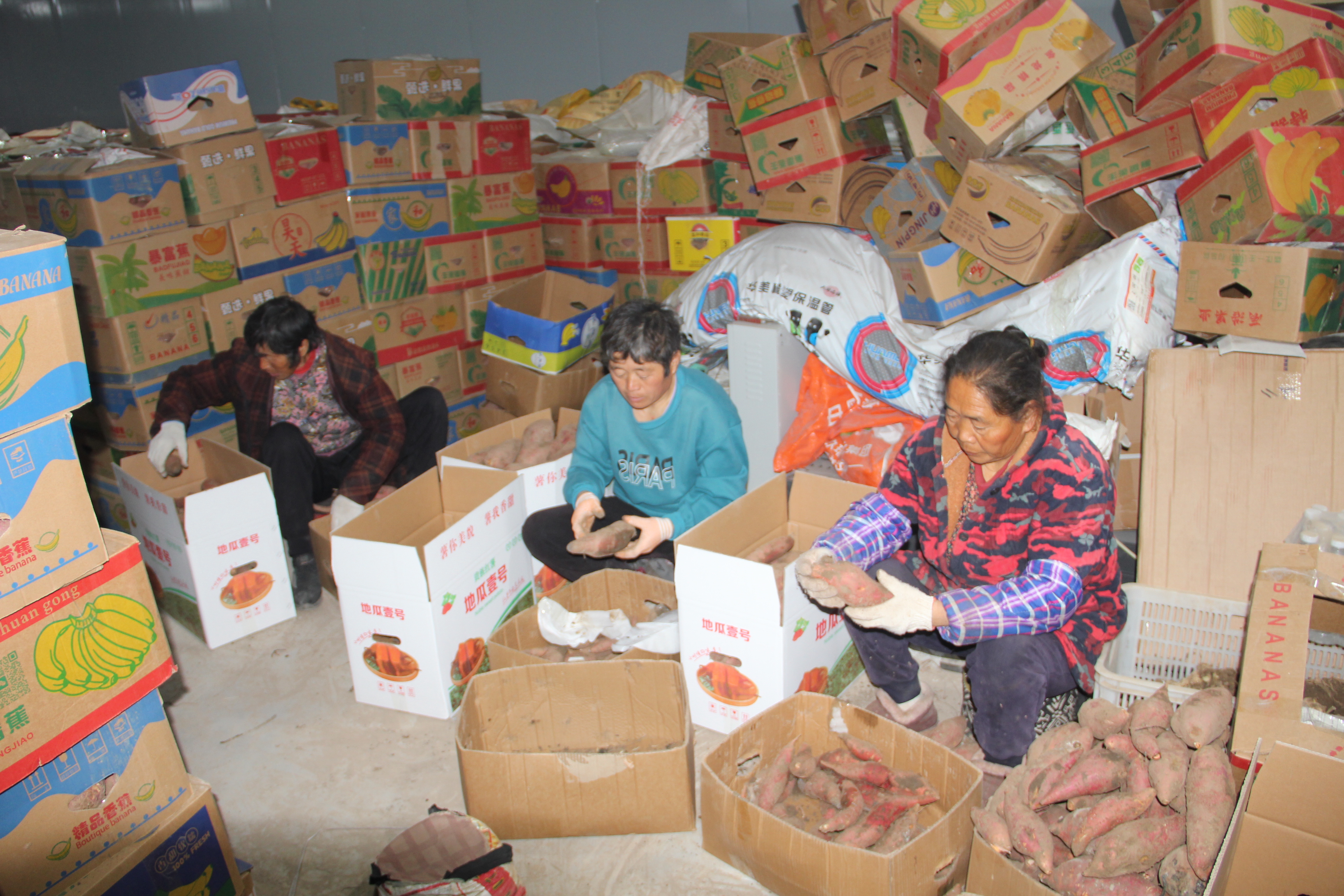 襄城县姜庄乡王屯村  “玛莎莉”品种红薯成为当地农民增收致富产业