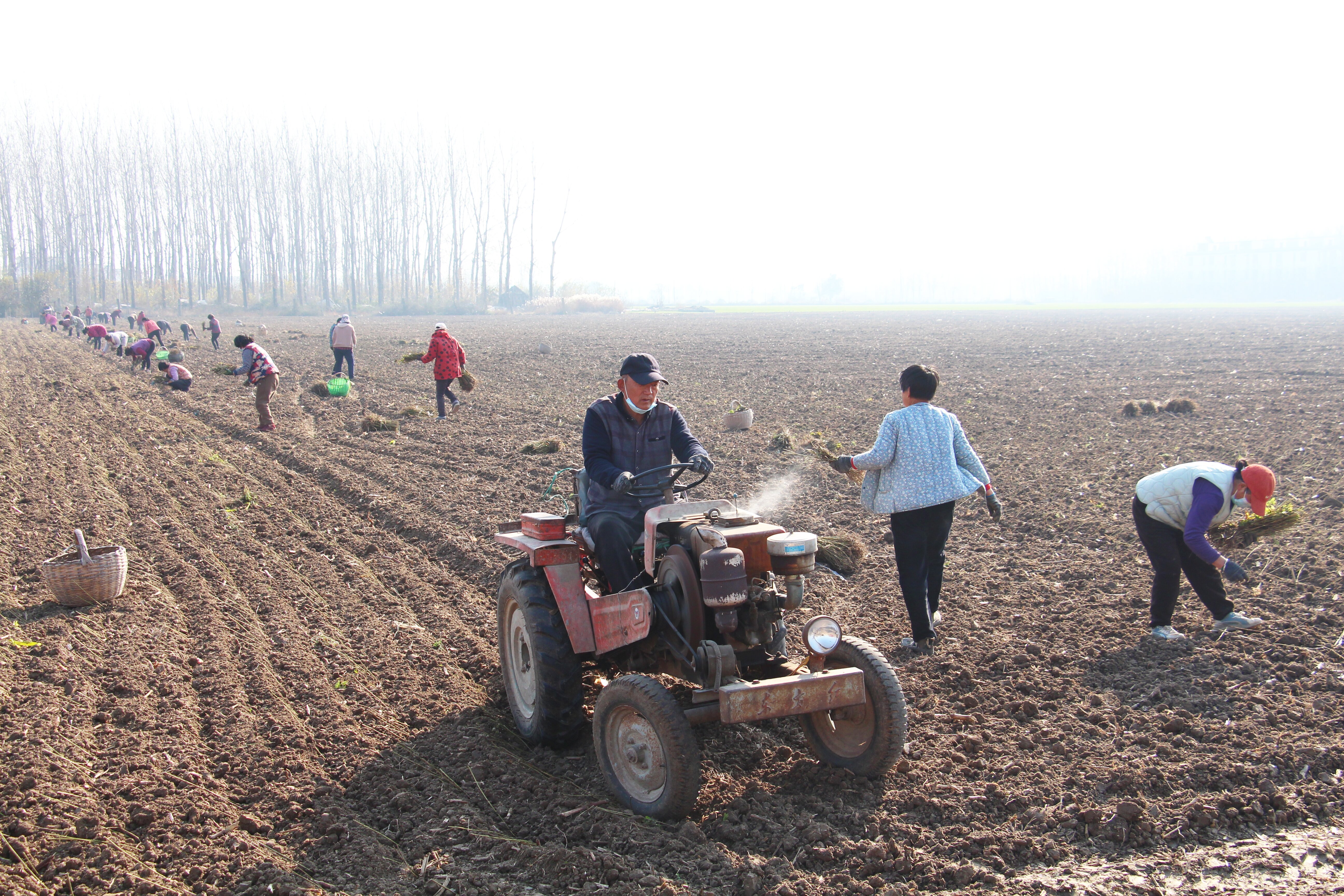 淮滨县重点发展中药材产业 全产业链年产值