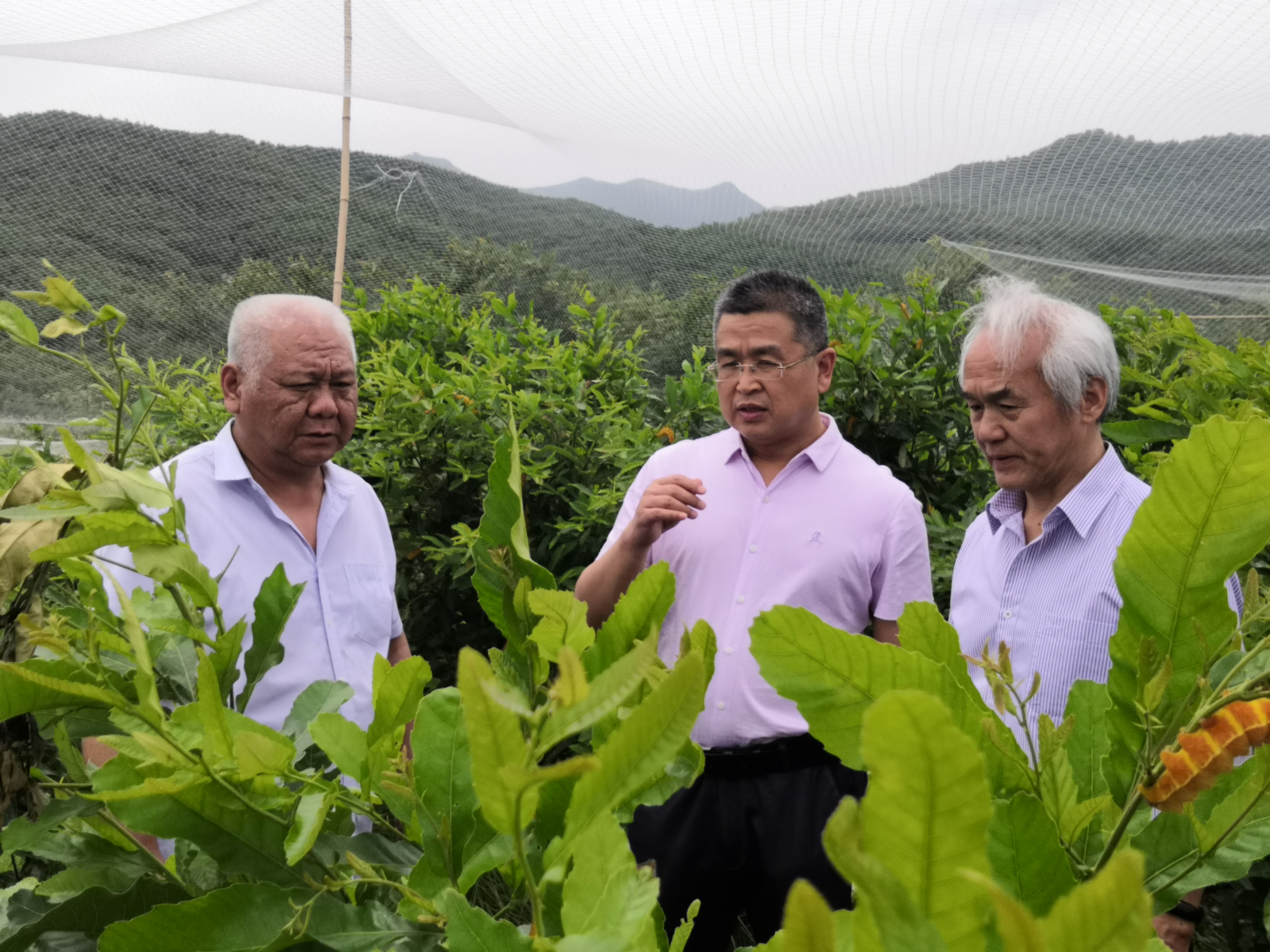 蚕桑新章 丝路领航 ——记河南省蚕业科学研究院研究员朱绪伟