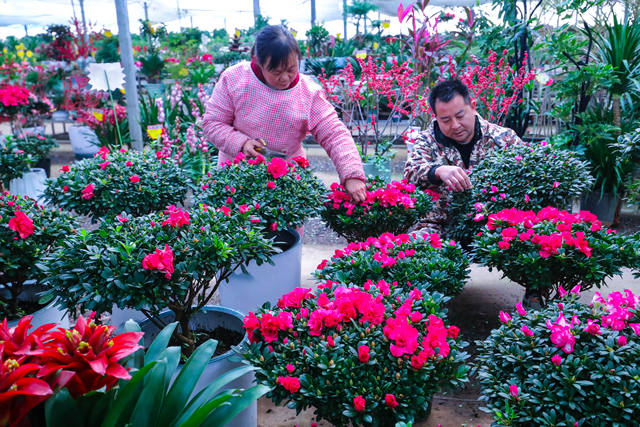 光山县 以“公司+种植基地+农户”模式引导农民发展特色鲜花种植