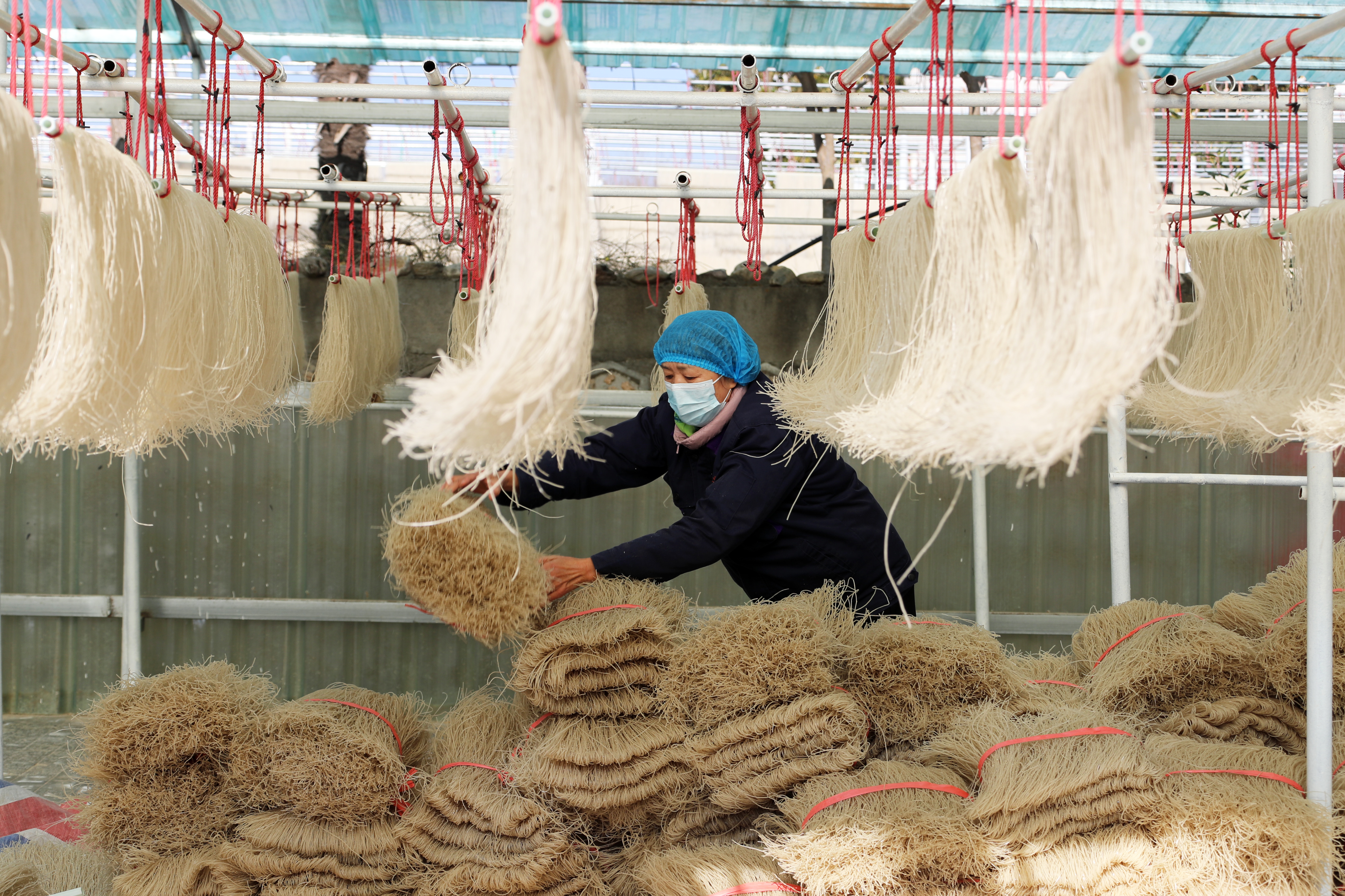 禹州市结合当地实际 积极引导广大农民种植优质红薯