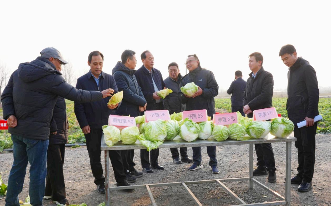 豫夏1号折合亩产净菜5085公斤 比对照品种增产23.5%  “永城苗白”借智取得新突破
